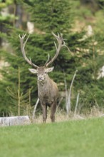 Red deer (Cervus elaphus) during the rutting season, capital stag in a forest clearing, wildlife,