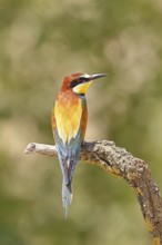European bee-eater (Merops apiaster) sitting on a branch covered with green lichen, dorsal view,