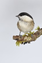 Willow Tit (Parus montanus), Willow Tit (Parus montanus) sitting on a branch overgrown with moss,