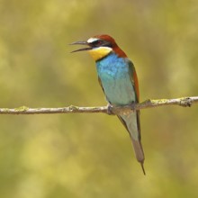 European bee-eater (Merops apiaster) sitting on a branch covered with green lichen, Lake Neusiedl,
