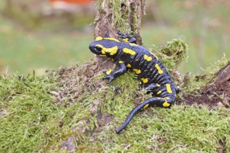 Fire salamander (Salamandra salamandra), climbing on a tree root, wildlife, close-up, Wilnsdorf,