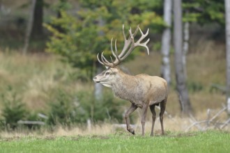Red deer (Cervus elaphus) during the rutting season, capital stag in a forest clearing, wildlife,