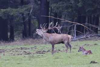 Red deer (Cervus elaphus) during the rutting season, a large stag roaring in a forest clearing,