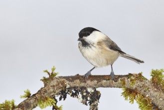 Willow Tit (Parus montanus), Willow Tit (Parus montanus) sitting on a branch overgrown with moss,