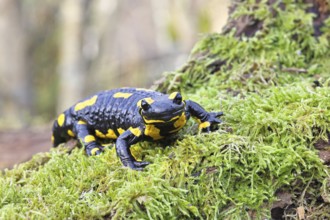 Fire salamander (Salamandra salamandra), running over mossy forest floor, wildlife, looking into