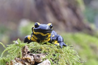 Fire salamander (Salamandra salamandra), running over moss, wildlife, looking into the camera,