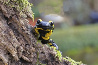Fire salamander (Salamandra salamandra), looking out from behind a tree root, wildlife, close-up,