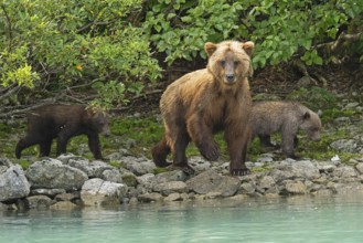 Coastal brown bear (Ursus arctos) standing with two cubs on the shore, Lake Clark National Park