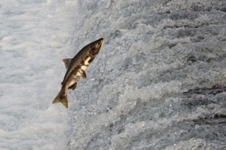 Humpback salmon (Oncorhynchus gorbuscha) jumping over a waterfall, Prince William Sound