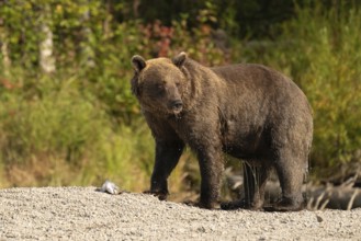 Coastal brown bear (Ursus arctos), Lake Clark National Park