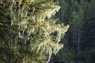 Bearded lichen (Usnea) hanging from a Sitka fir, Prince William Sound, Alaska