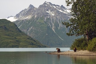 Two coastal brown bears (Ursus arctos) stroll along the shore of Crescent Lake, Lake Clark National