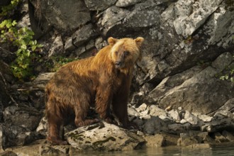 Coastal brown bear (Ursus arctos) standing at the lake in front of a steep rock face, Lake Clark