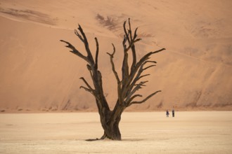 Dead camel thorn trees (Acacia erioloba), Deadvlei, Sossusvlei