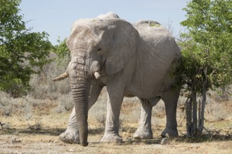 African elephant (Loxodonta africana), Etosha National Park