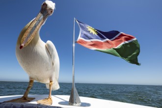 Pink pelican (Pelecanus onocrotalus), sitting on boat next to the flag of Namibia, Atlantic Ocean,