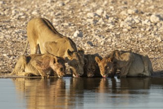 Lioness (Panthera leo), with three cubs drinking water, Etosha National Park