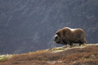 Musk ox (Ovibos moschatus) standing in the tundra in autumn, Dovrefjell-Sunndalsfjella National