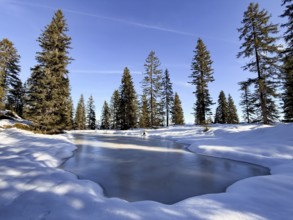 Frozen small lake in the forest, hiking to Feldalphorn, Kitzbühel Alps, Tyrol, Austria
