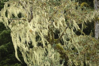 Bearded lichen (Usnea), temperate Pacific rainforest, North America