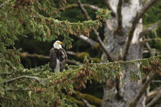 Bald eagle (Haliaeetus leucocephalus) perched on a Sitka fir tree, Vancouver Island