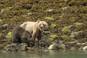 Coastal brown bear (Ursus Arctos) with cub searching for shells along the Pacific coast, Johnstone