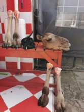 Camel parts (camelum) on red and white table in butchery atmosphere, cruel picture, sale of camel