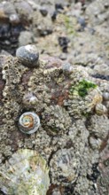 Close-up of mussels, marine life and algae on rocks, on a rocky coast, Morocco