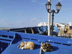 Sleeping cats (felis catus) on a blue boat in the harbour under a bright blue sky, Morocco