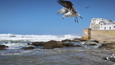 Seagulls (larinae) flying over the sea with waves and old city walls in the background, Essaouira,