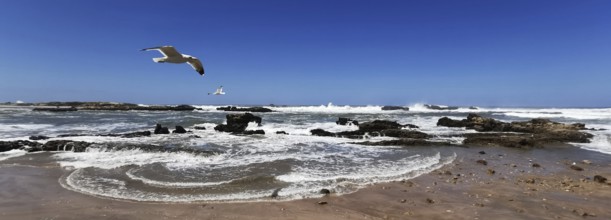 Seagulls (larinae) over a sandy beach with waves under a clear blue sky, Essaouira, Morocco