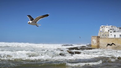 Flying seagull (larinae) over the sea with old city walls in the background, Essaouira, Morocco