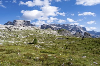 Grosté Plateau, summit of the Brenta Mountains, Brenta, Brenta-Adamello Natural Park, Trentino,