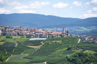 View of town, Varollo-Scanna village with fields and vineyards, Trentino, Italy