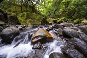 Mhlwazini River flows through thick forest, original mountain forest, Rainbow Gorge,