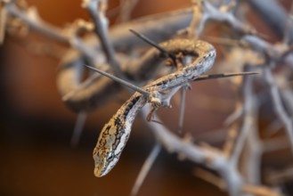 Vine Snake or Twig Snake (Thelotornis capensis oatesi), captive, Namibia