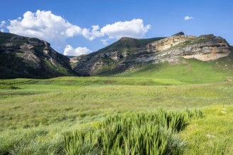 Grassland with sandstone cliffs and cliffs, landscape in Golden Gate Highlands National Park, Free