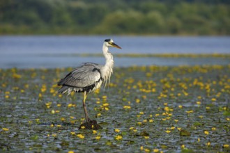 Grey heron (Ardea cinerea) in the midst of flowering water lilies Hungary