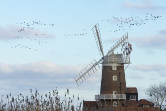 Geese in a flock or skein flying above a windmill in winter, Cley-next-to-the sea, Norfolk,