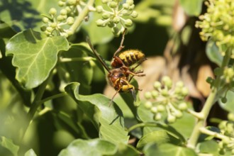 European hornet (Vespa crabro) adult wasp insect eating an Ivy bee in a tree in summer, England,