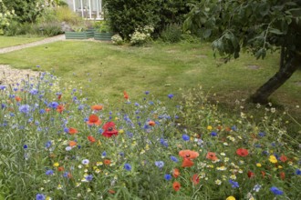Wildflower border in a garden including field poppies, Corn marigold and Cornflower in summer,