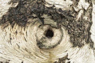 Silver birch tree (Betula pendula) close up of a hole in the bark of the trunk thats looks like an