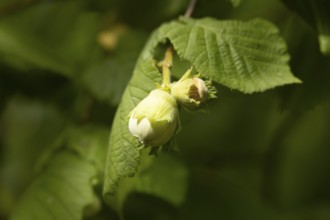 Hazel (Corylus avellana) tree nuts on a branch in summer, England, United Kingdom