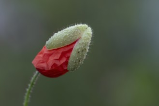 Common field poppy (Papaver rhoeas) single red flower bud in summer, England, United Kingdom