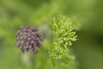 Common fumitory (Fumaria officinalis) single flower bud in summer, England, United Kingdom