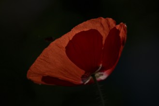 Common field poppy (Papaver rhoeas) single red flower backlit in summer, England, United Kingdom