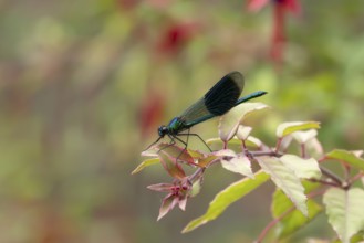 Banded demoiselle damselfly (Calopteryx splendens) adult male insect resting on a garden fuchsia