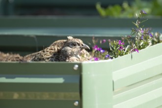 Common pheasant (Phasianus colchicus) adult female game bird on a garden raised bed, England,