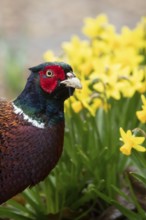 Common pheasant (Phasianus colchicus) adult male game bird in a garden in spring, England, United