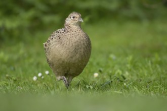 Common pheasant (Phasianus colchicus) adult female game bird in a garden in spring, England, United